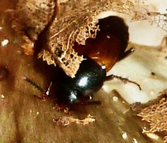 Tachinus fimbriatus
