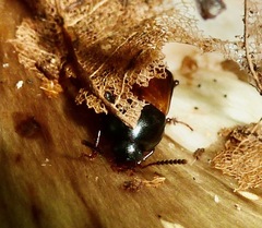 Tachinus fimbriatus