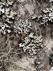 Hypogymnia canadensis