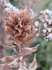 Asphondylia solidaginis