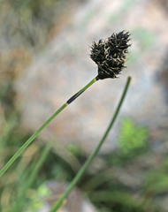 Carex albonigra