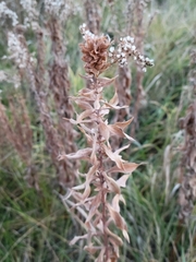 Asphondylia solidaginis