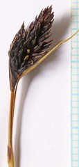 Carex albonigra