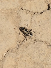 Xanthochilus saturnius