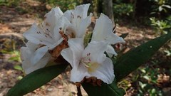 Rhododendron championiae