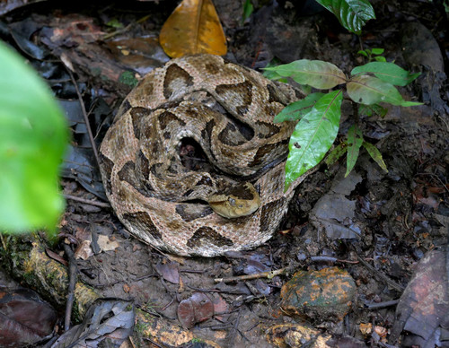 Terciopelo, Bothrops asper