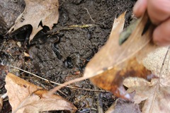 Desmognathus carolinensis