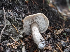 Tricholoma squarrulosum