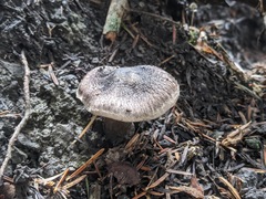 Tricholoma squarrulosum