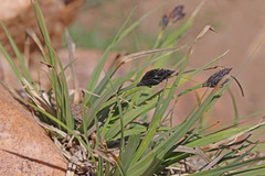 Carex albonigra