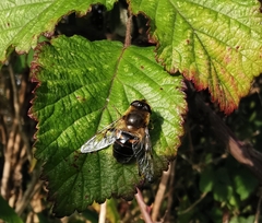 Eristalis tenax