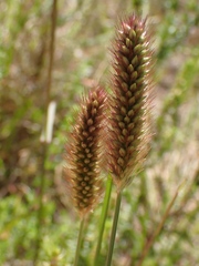 Setaria sphacelata torta