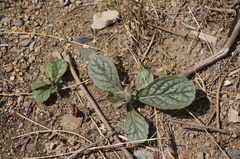 Rehmannia glutinosa