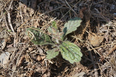 Rehmannia glutinosa