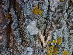 Lecanora argentata