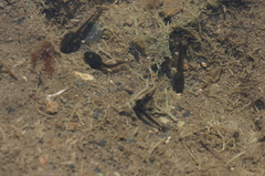 Bufo gargarizans