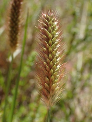 Setaria sphacelata torta