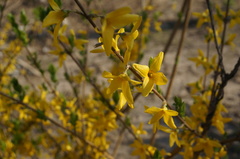Forsythia suspensa
