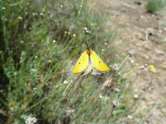 Heliothea discoidaria