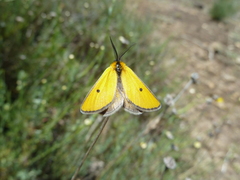Heliothea discoidaria