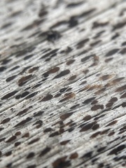 Xylographa parallela