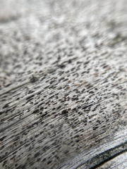 Xylographa parallela