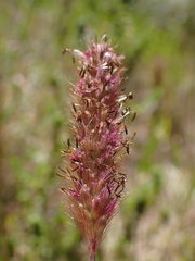 Setaria sphacelata torta