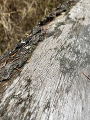 Xylographa parallela