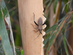 Notobitus sexguttatus