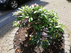 Rhododendron ponticum