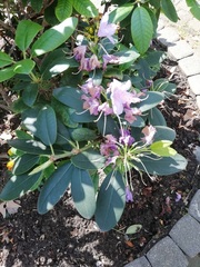 Rhododendron ponticum