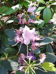 Rhododendron ponticum