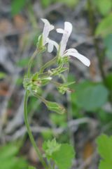 Pelargonium odoratissimum