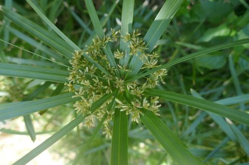 Cyperus textilis Bojer, 1837