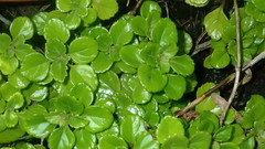 Plectranthus lucidus