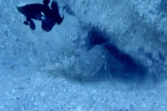 Alpheus rubromaculatus