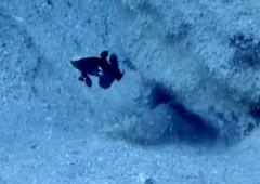 Alpheus rubromaculatus