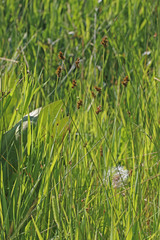 Carex hoodii