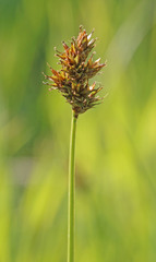 Carex hoodii