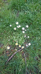 Bellis perennis