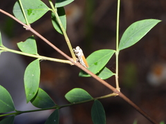 Bothrogonia ferruginea