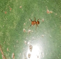 Camponotus hannani
