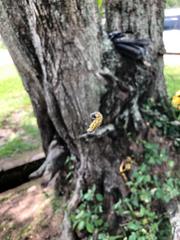 Uresiphita reversalis