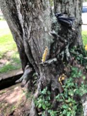 Uresiphita reversalis