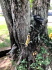 Uresiphita reversalis