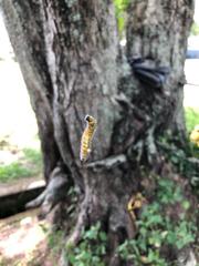 Uresiphita reversalis