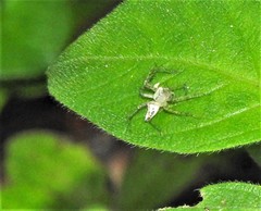 Oxyopes longispinosus