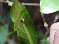 Thwaitesia glabicauda