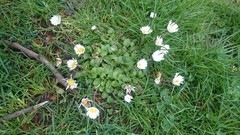 Bellis perennis