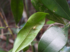 Thwaitesia glabicauda